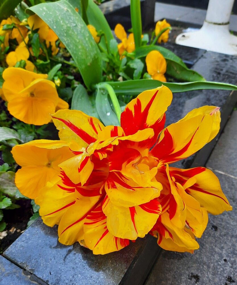 Photograph by Елена Пикатова