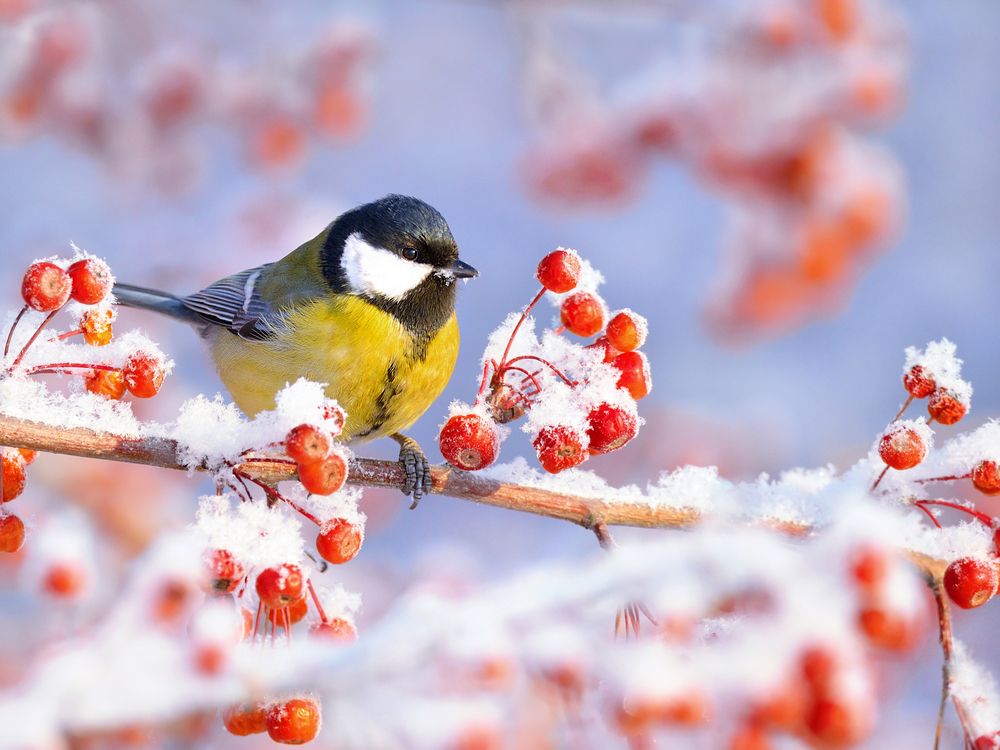 Зимняя ягода