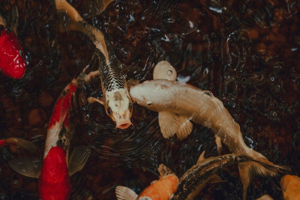 Photograph by Ульяна Сиденко