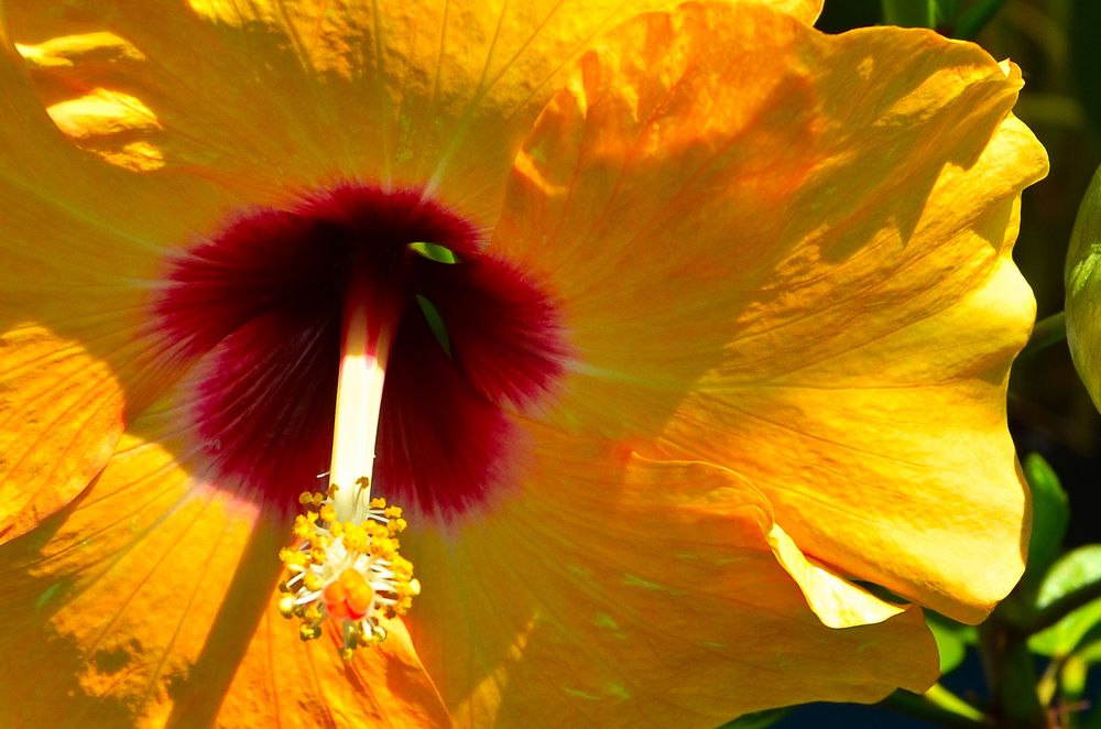 Photograph by Ken Oliver