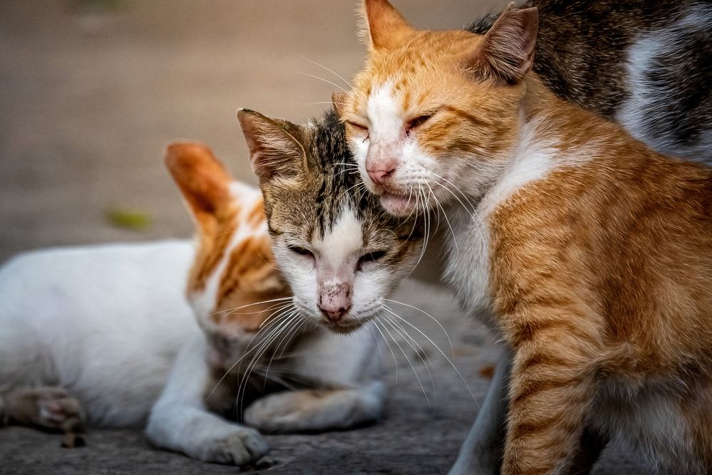 Photograph by Minh Thuan Nguyen