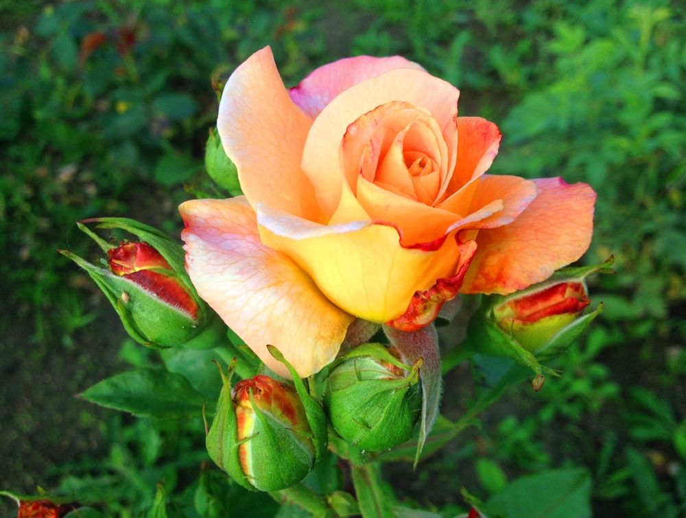 В Сквере Счастливой семьи или в Сквере Верности