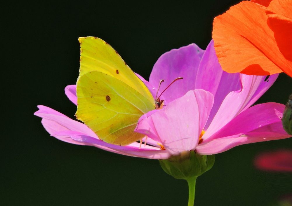 Photograph by Galina Gorshkova