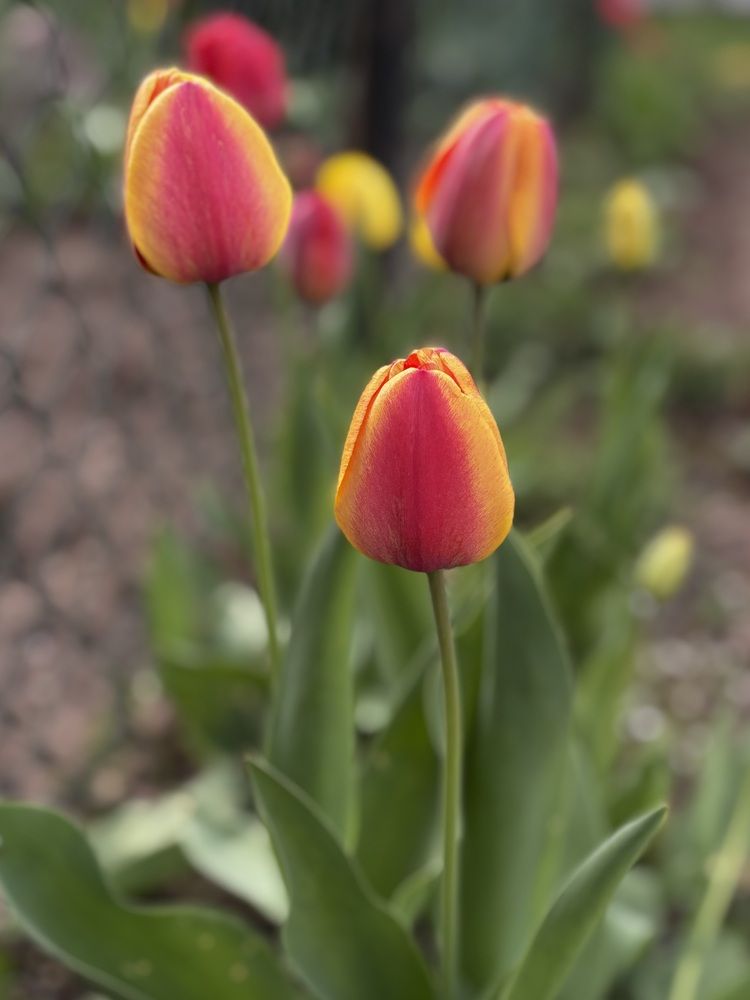 Photograph by Halina Mitsevich