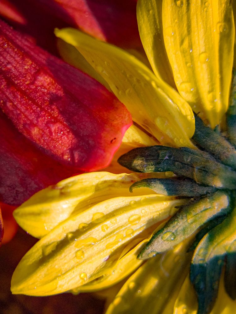 Фотография автора Наталья Алексеева