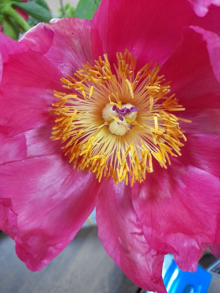 Фотография автора Carmen Mihaela Chirila