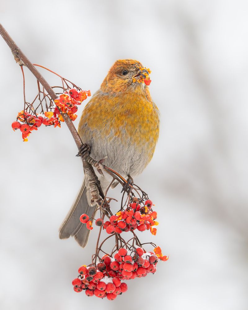 Photograph by Ruslan Pl