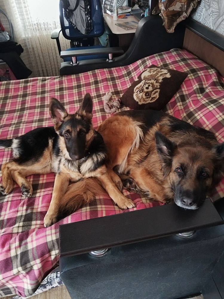 Photo #13451174