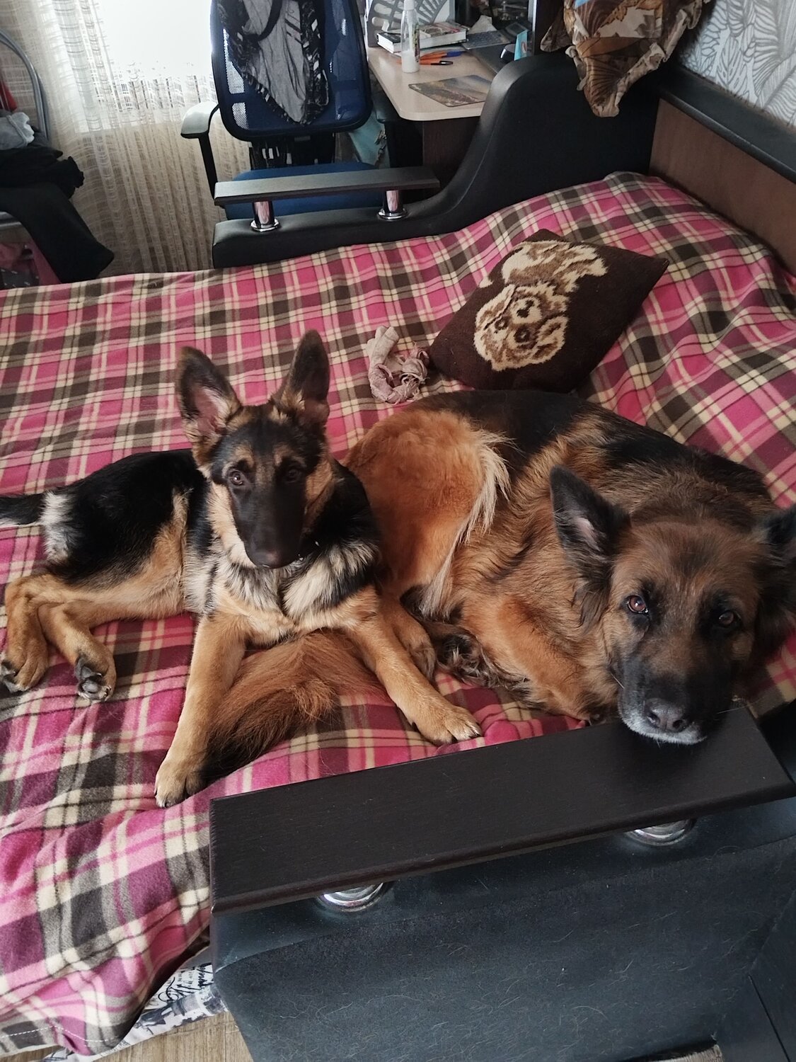 Photo #13451174