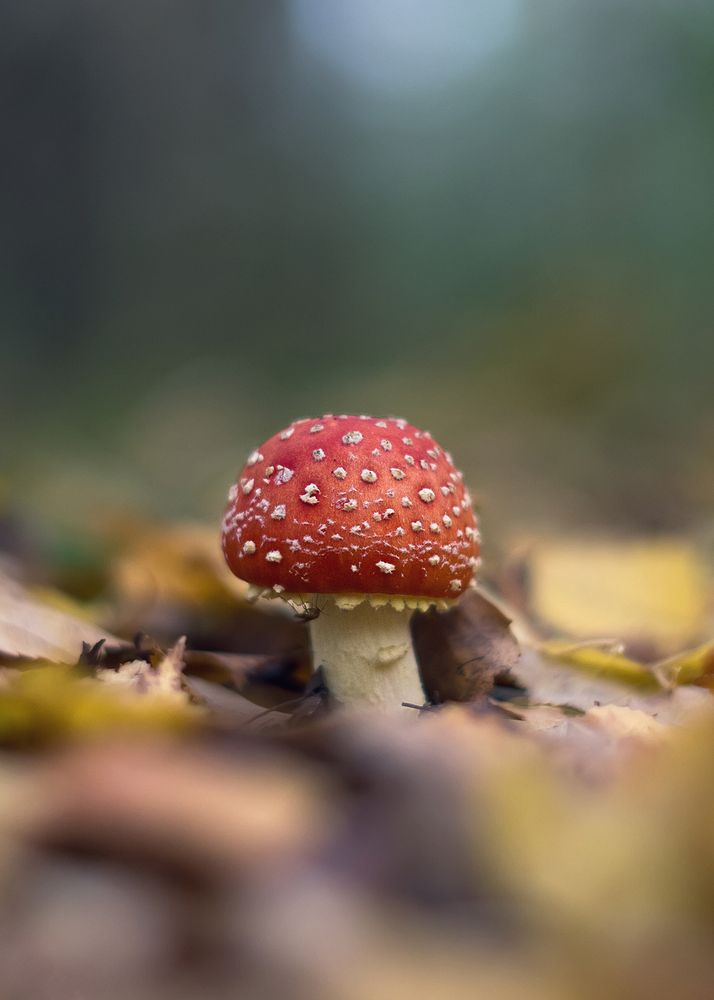 Лесной маяк