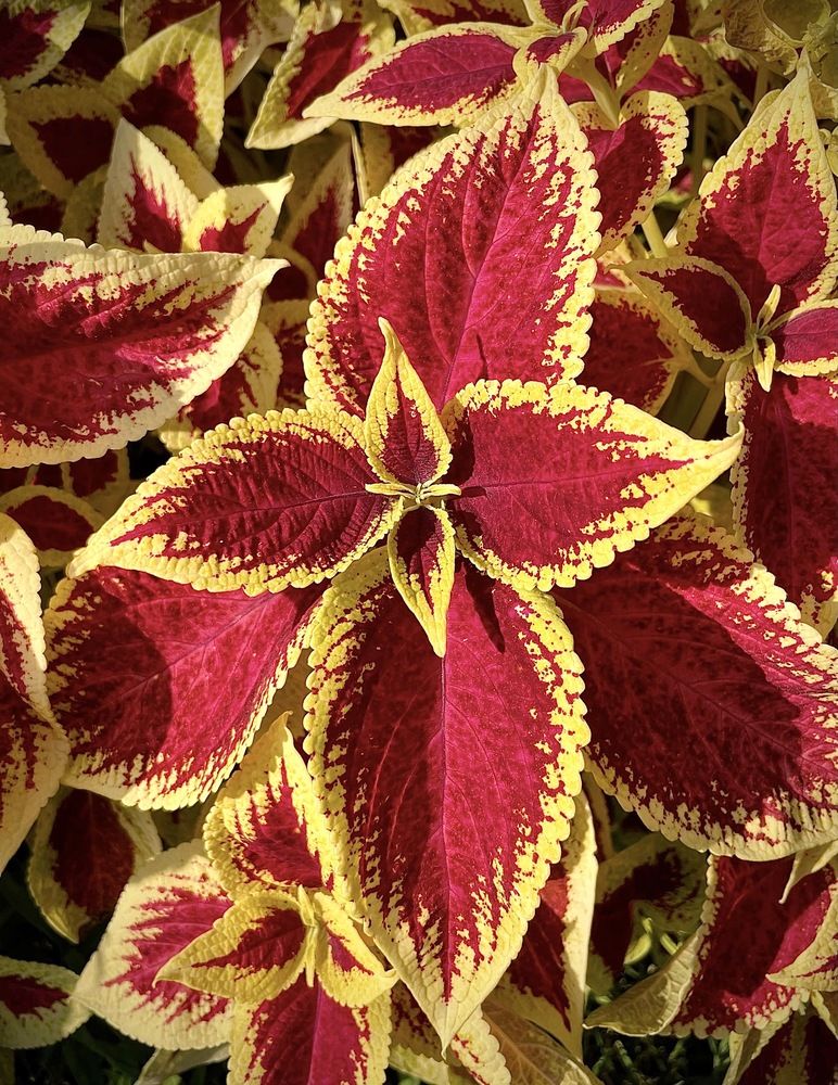 Фотография автора Svetlana Rashidova