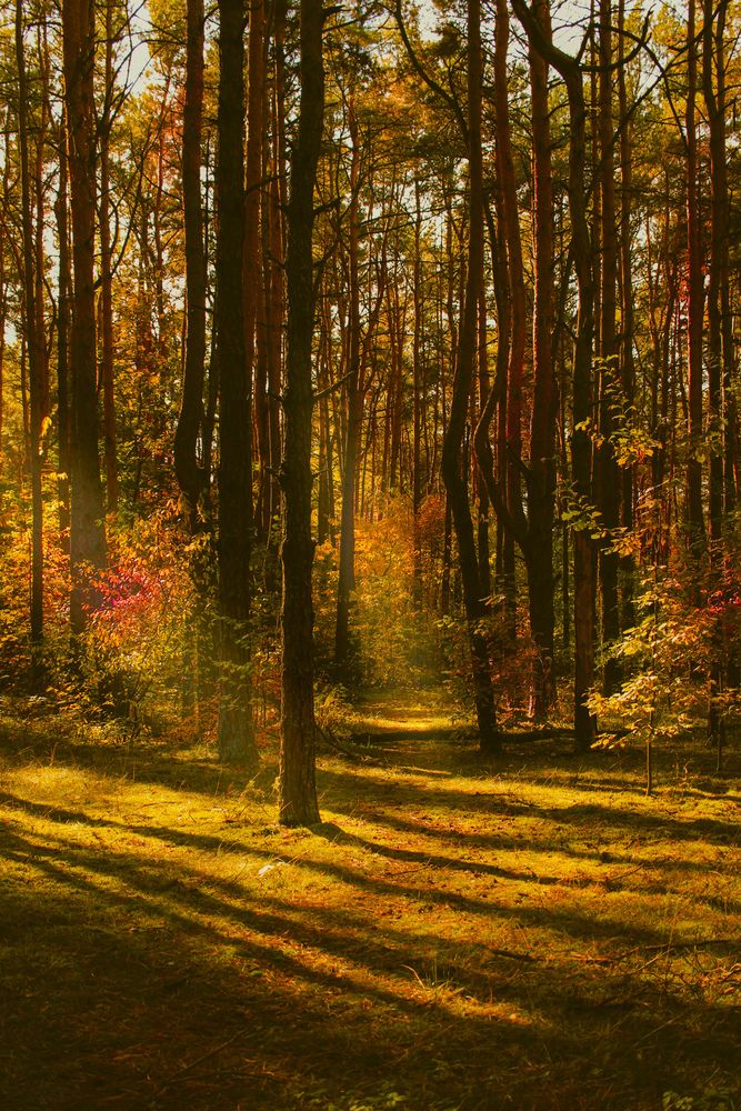 Photograph by Эмма Астапова