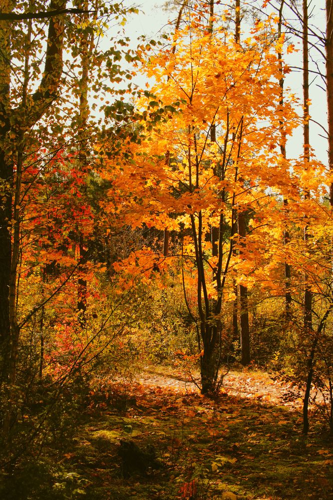 Photograph by Эмма Астапова