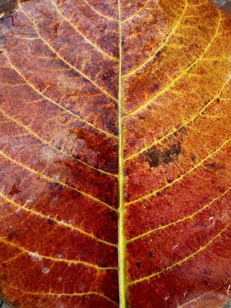 Фотография автора Svetlana Rashidova