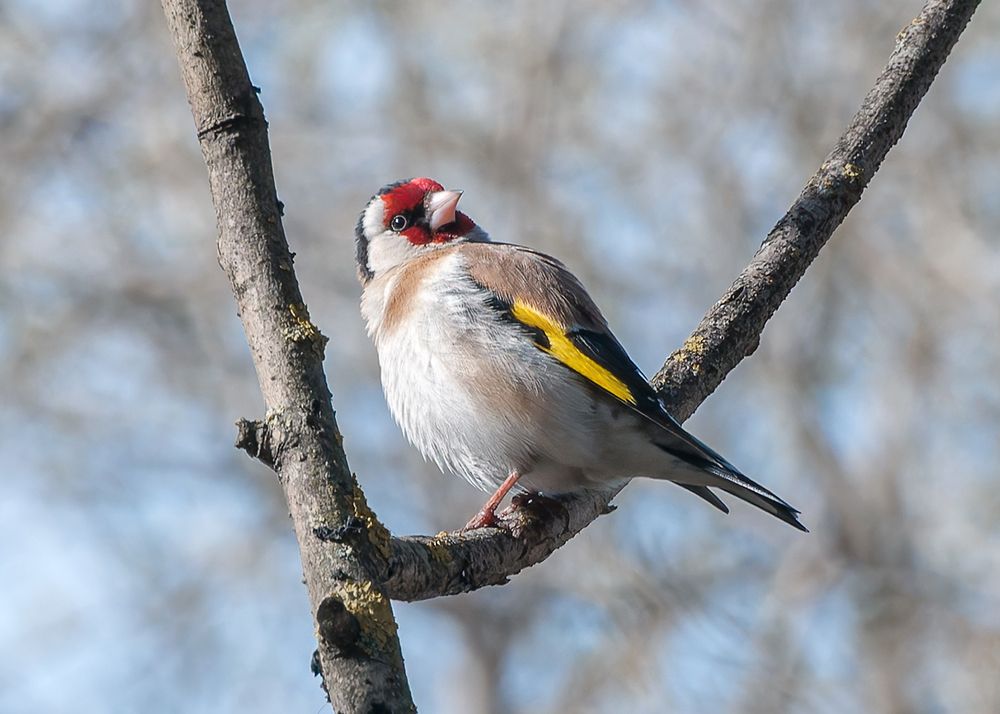 Важная персона
