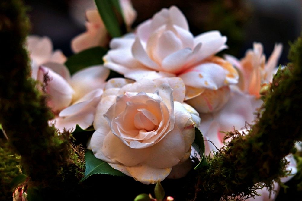 Photograph by Maria Isabel Moreira