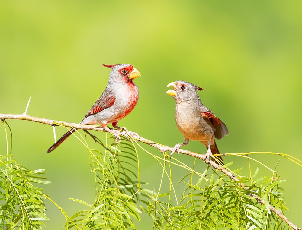 Pyrrhuloxia male & female