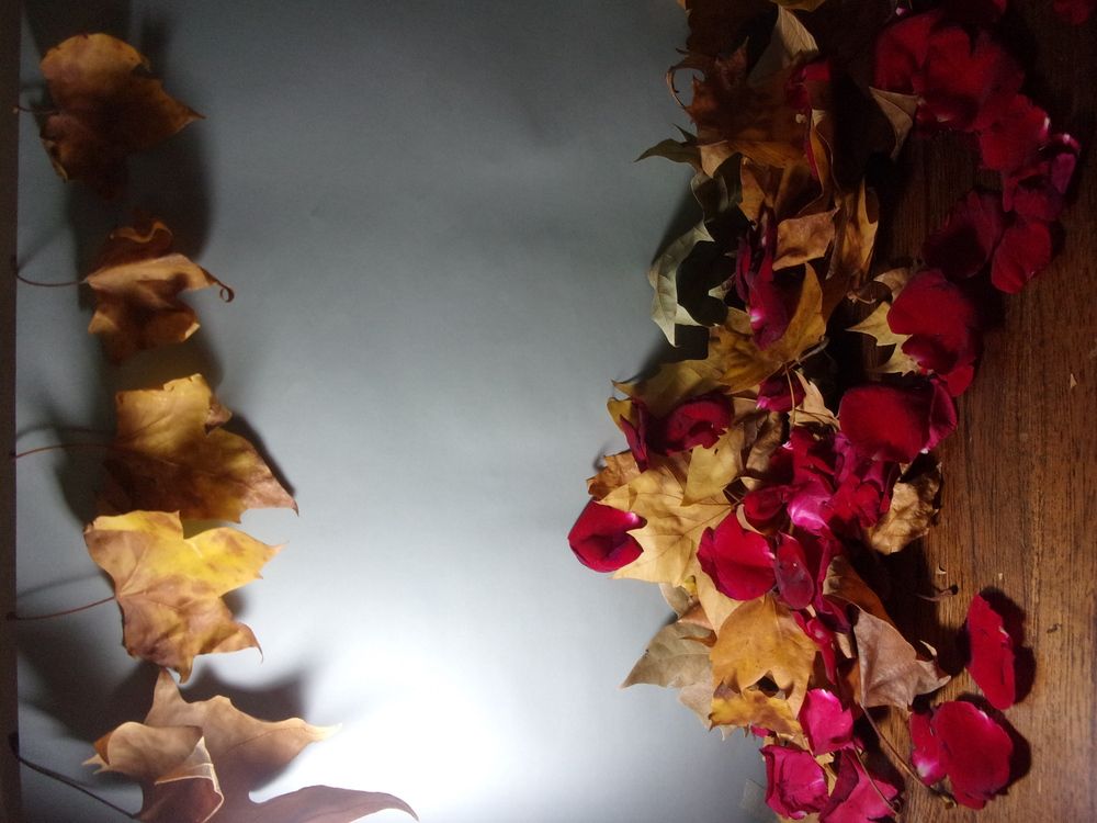 Hojas otoñales secas y pétalos de rosas roja suaves  terciopelo.