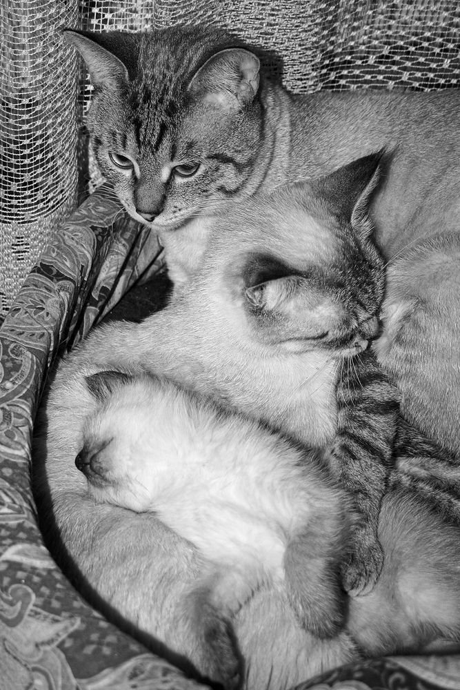 Photograph by Дарья Улюсова