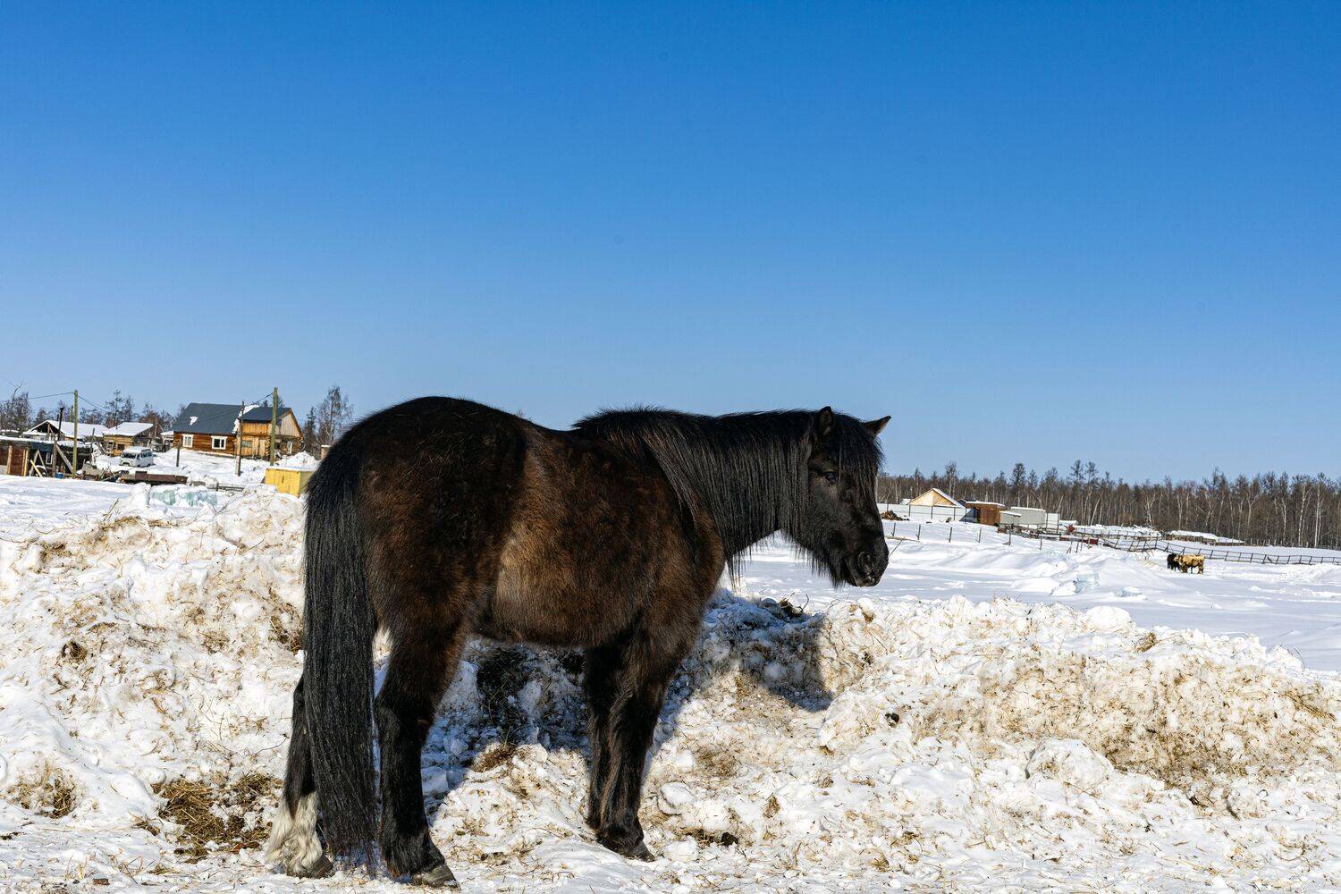 Деревенская лошадь.