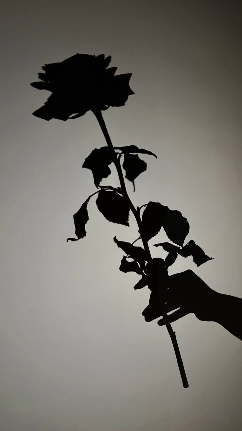 Фотография #13452097