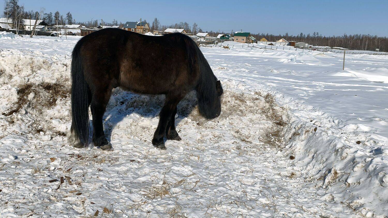 Черная лошадь.