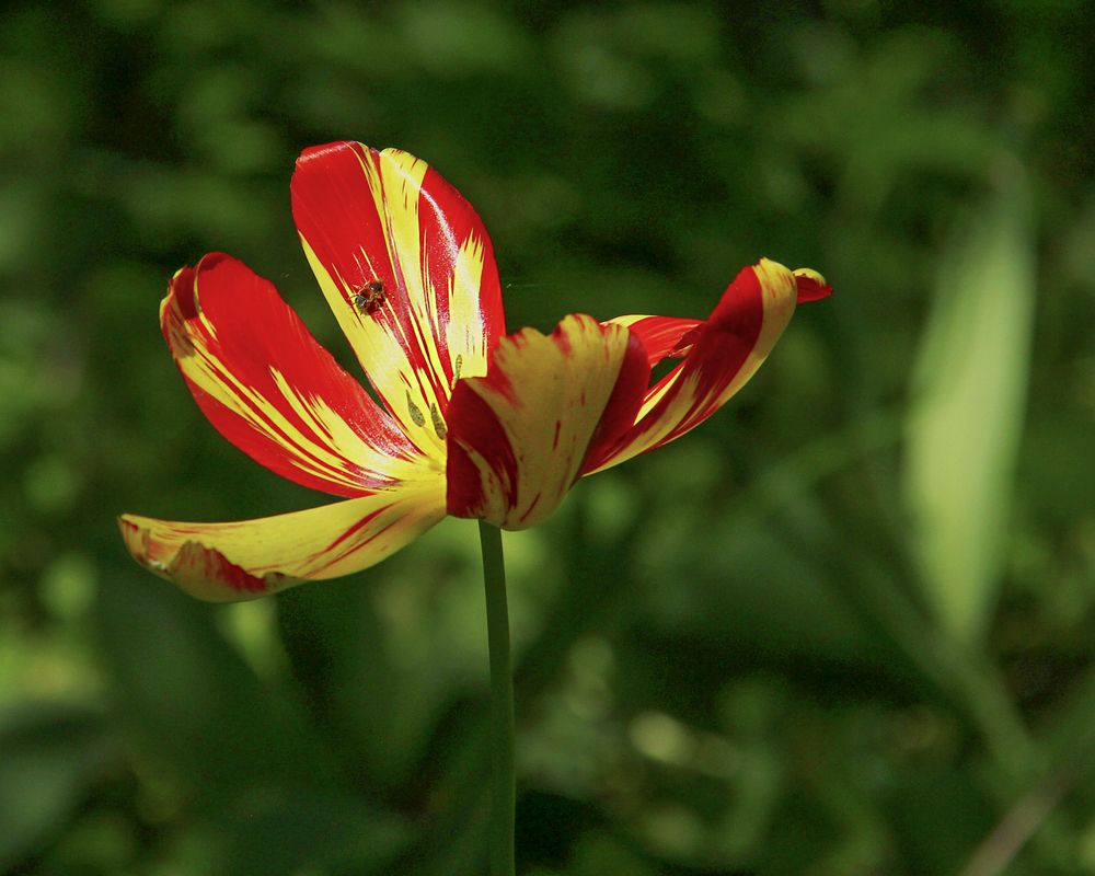 Photograph by Ирина Владимировна Фурсова