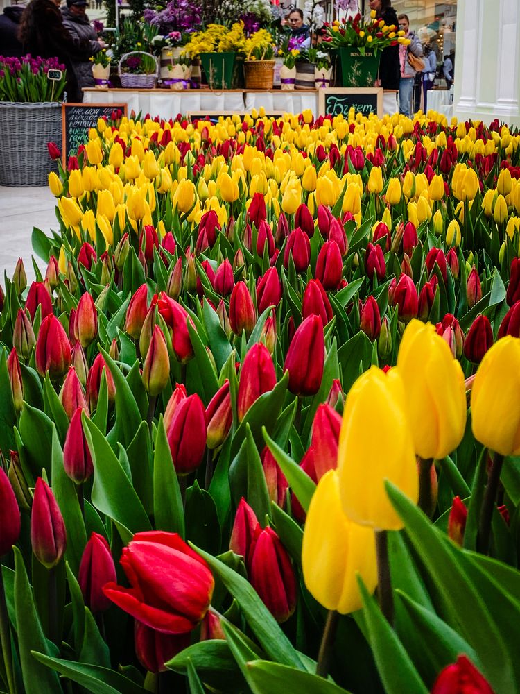 Фотография автора Дарья Андреева