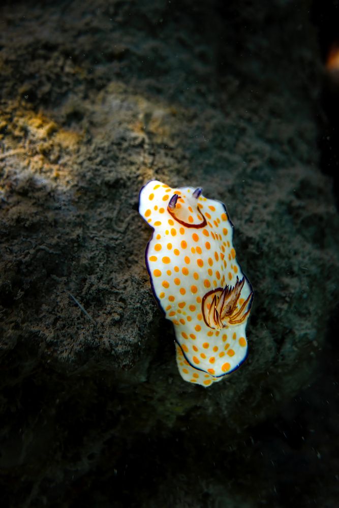 Photograph by Aleksandr Solovev