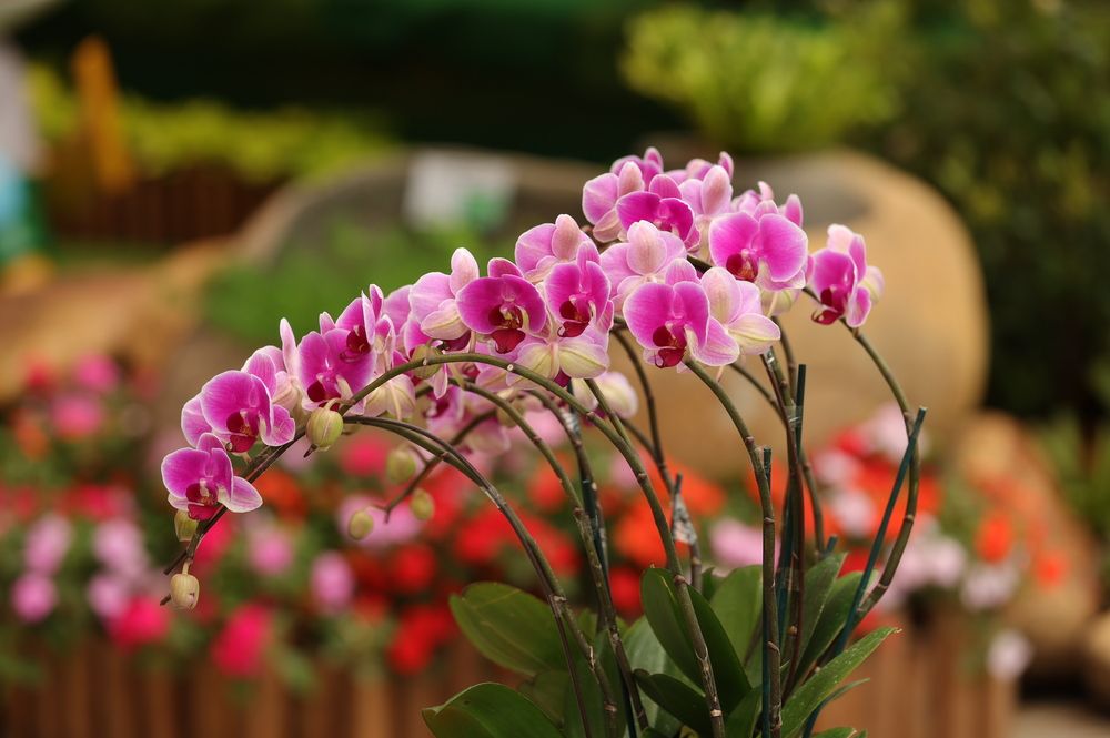 The Graceful Moth Orchid