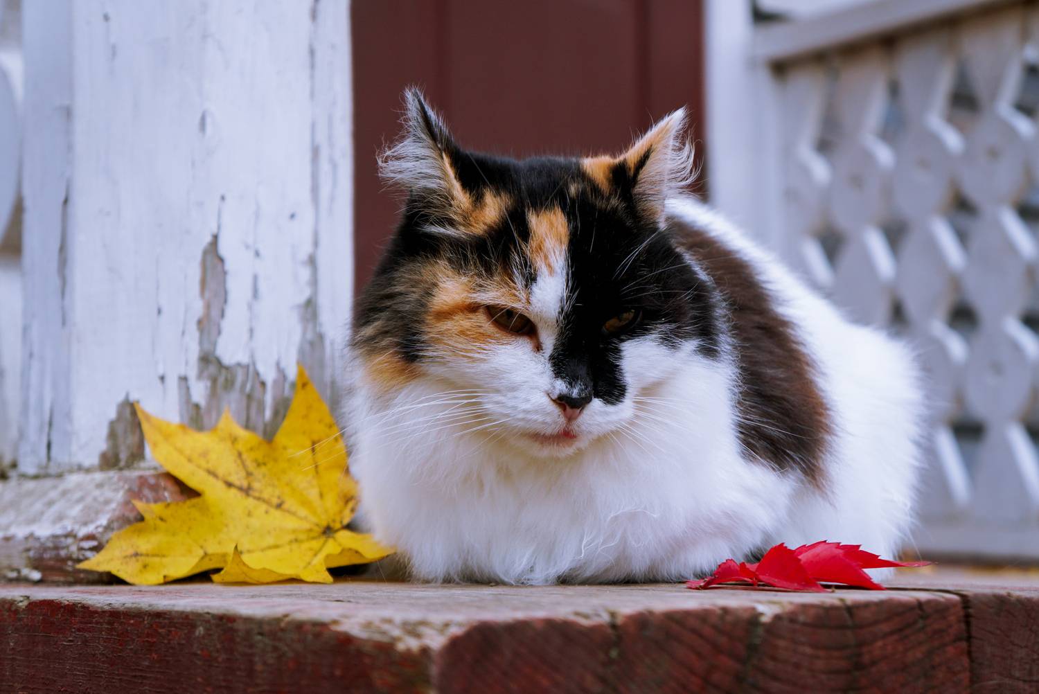 Photo #13452829