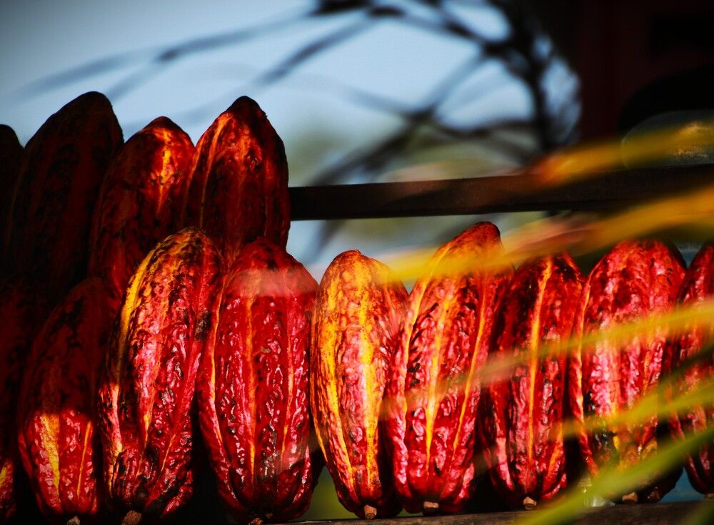 Photograph by Gr Marie