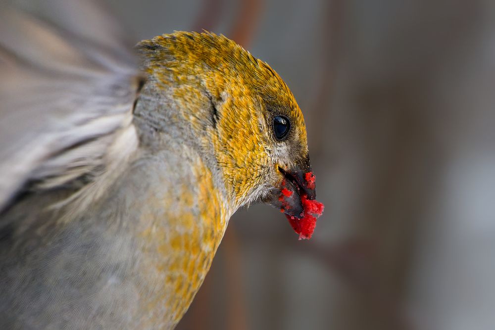 Photograph by Александр Перегудов