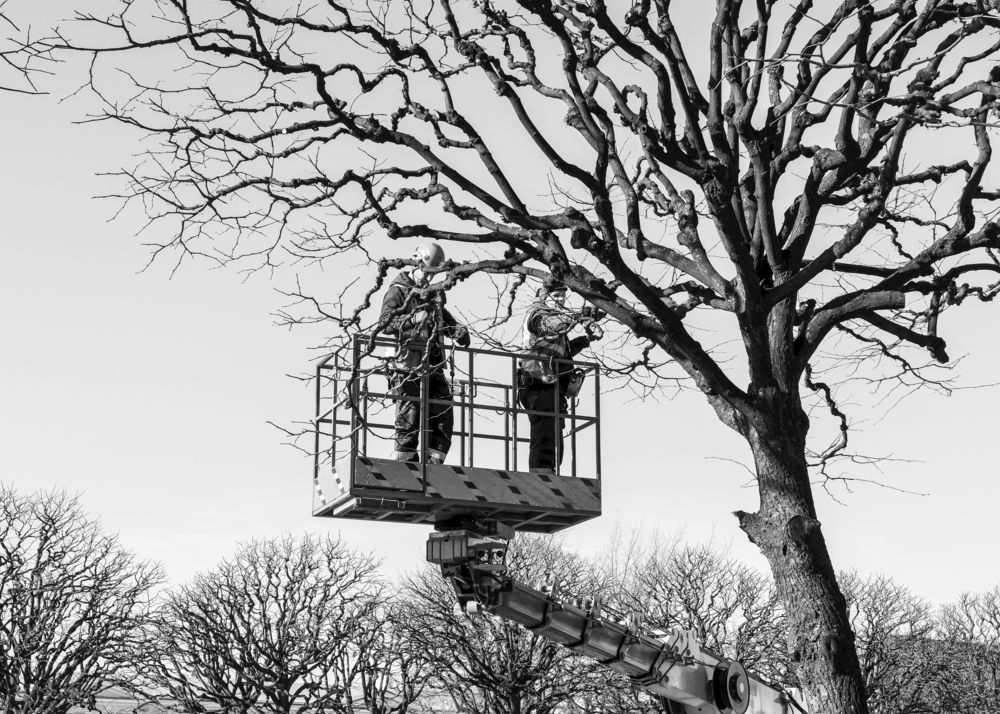 Подготовка деревьев к лету.