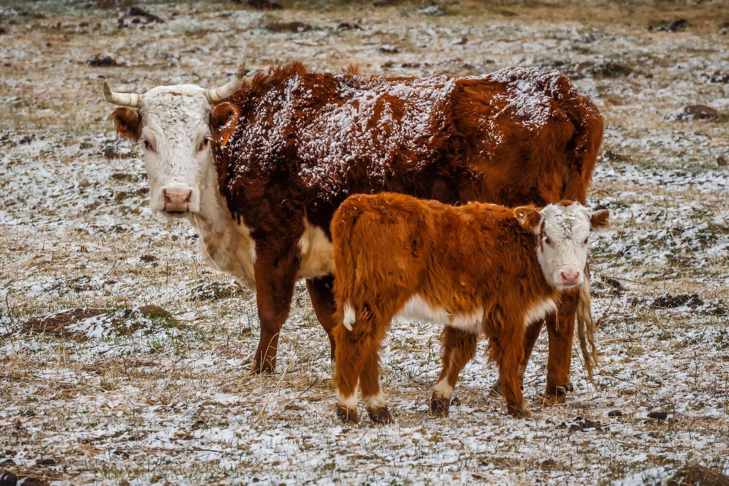 Фотография #13453593