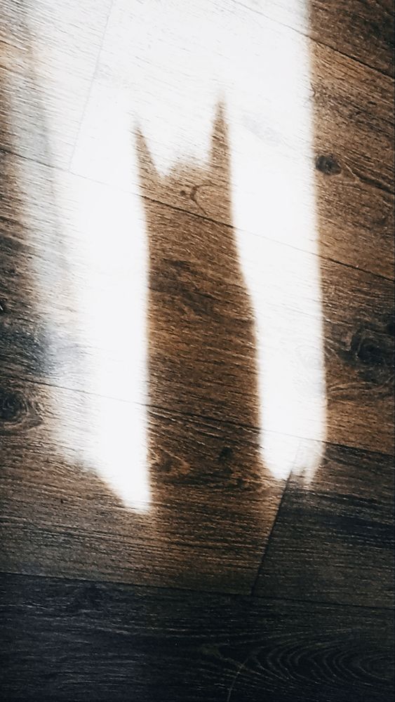 Photograph by Irina Prazdnikova
