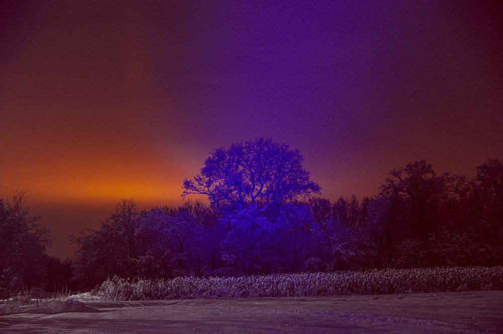 Ночь. Дерево.