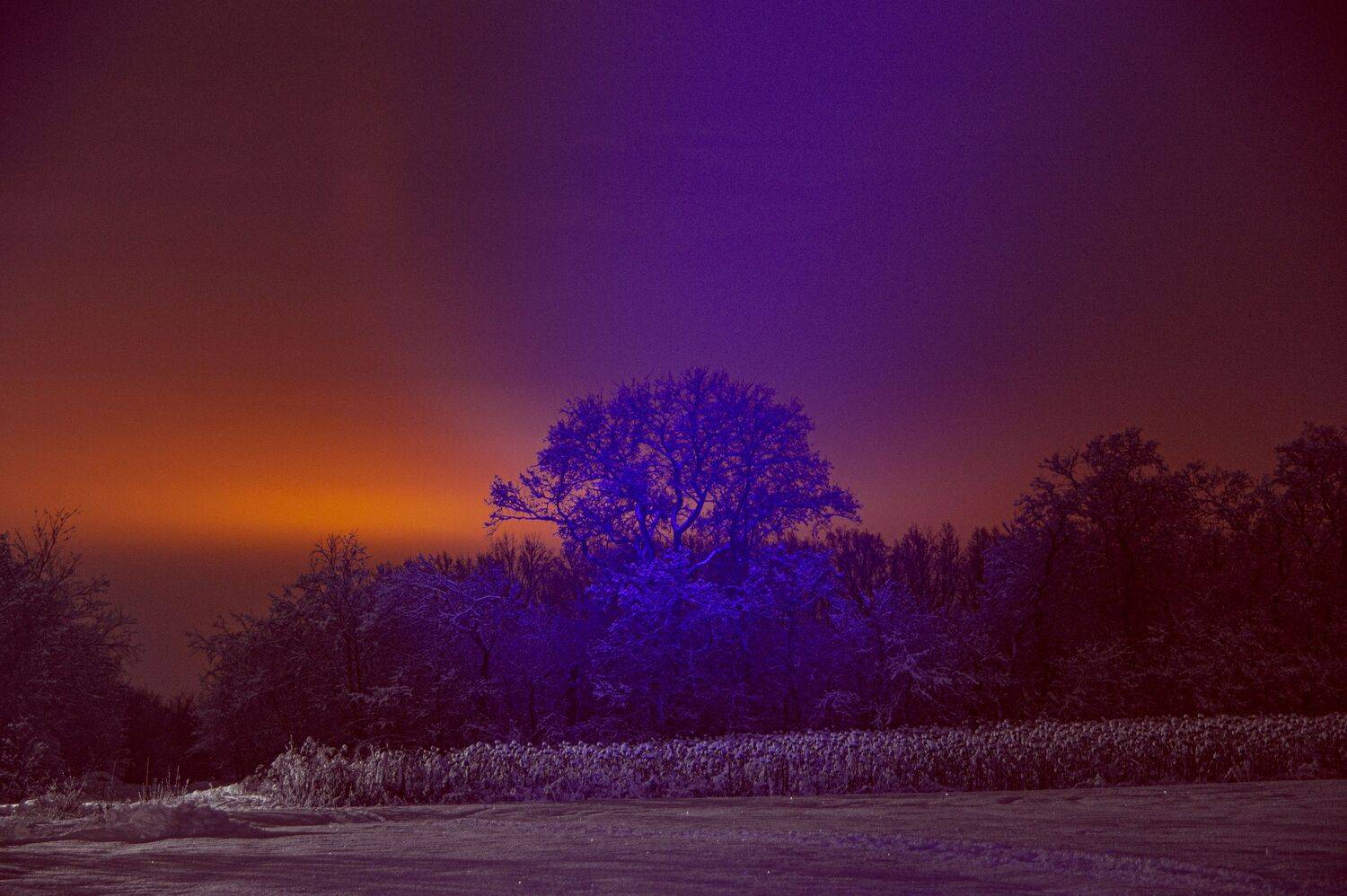 Ночь. Дерево.