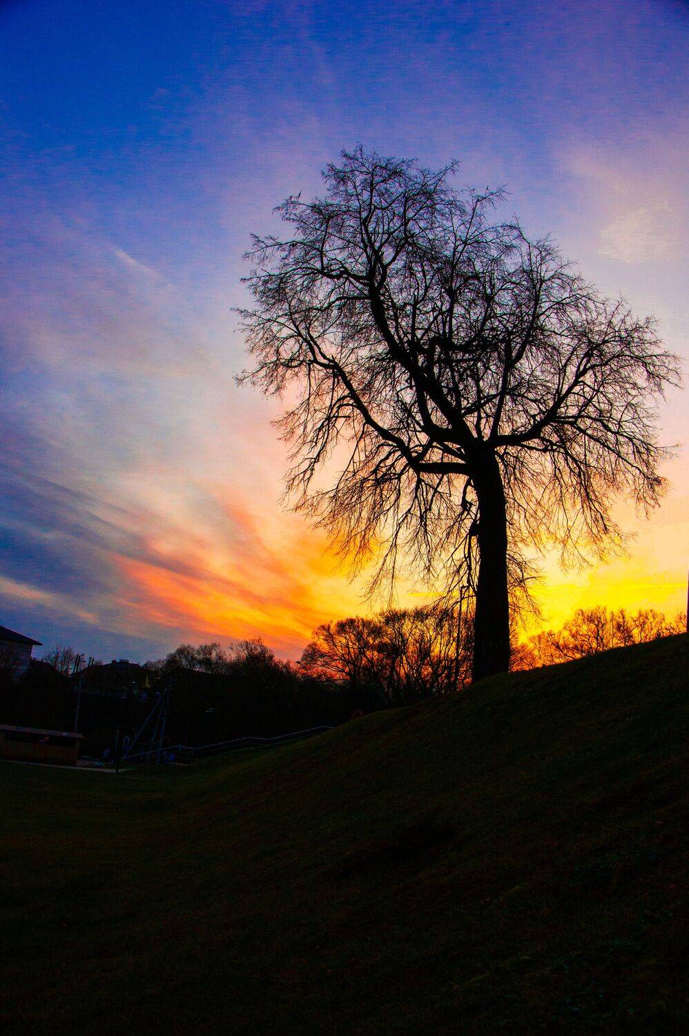 Восход. Дерево.