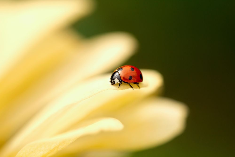 Photograph by Екатерина Топорова