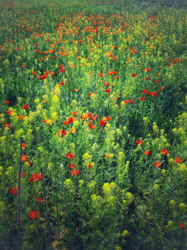 Photograph by Елена Кошелева