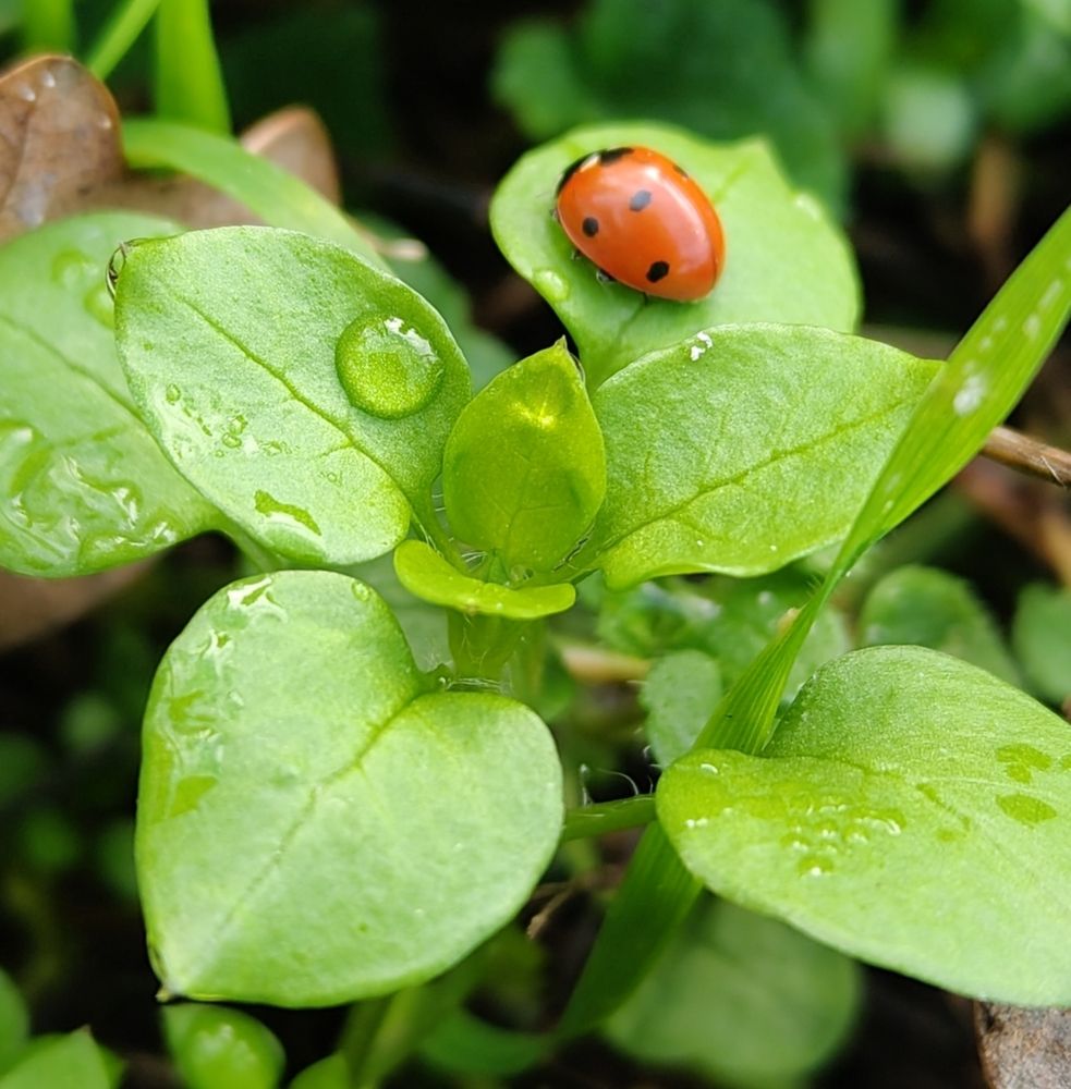 The Red Gem of the Meadow