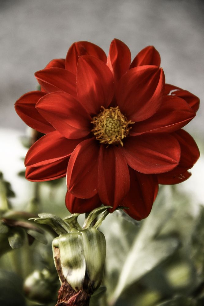 Photograph by Анастасия Псарёва