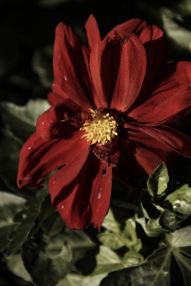 Photograph by Анастасия Псарёва