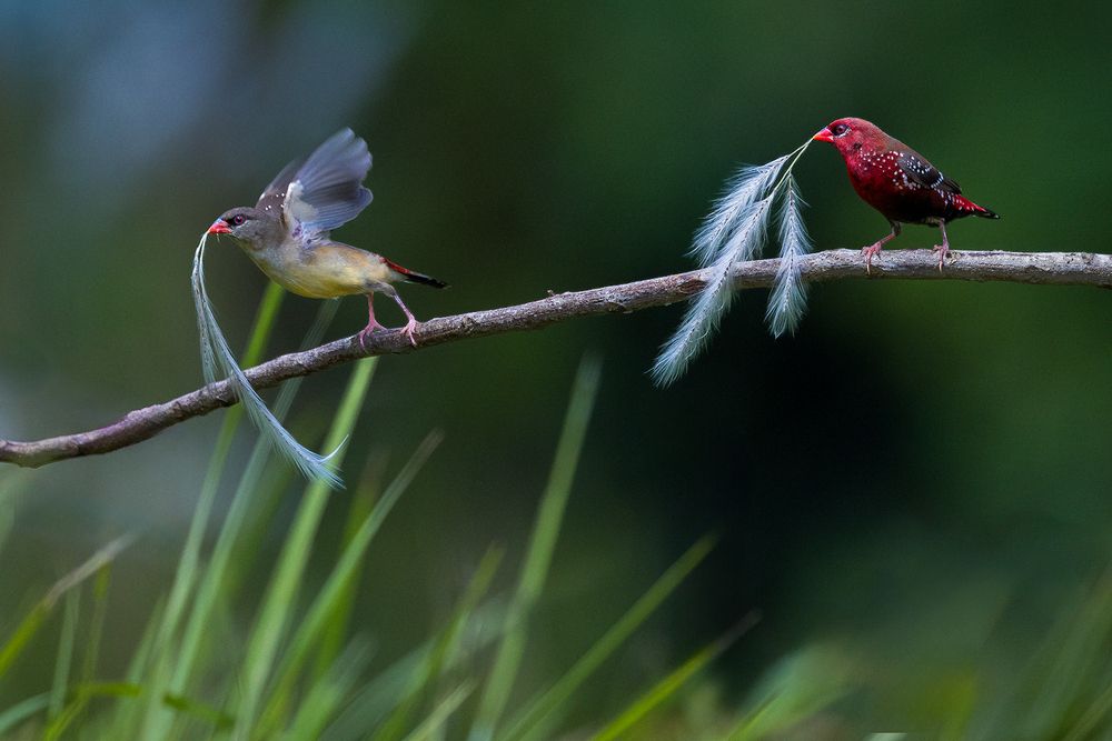 Photograph by Gobinda Dhara