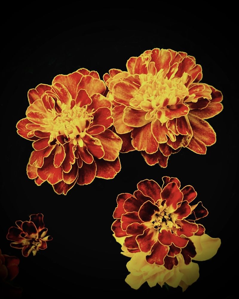 Фотография автора _ Hironko_