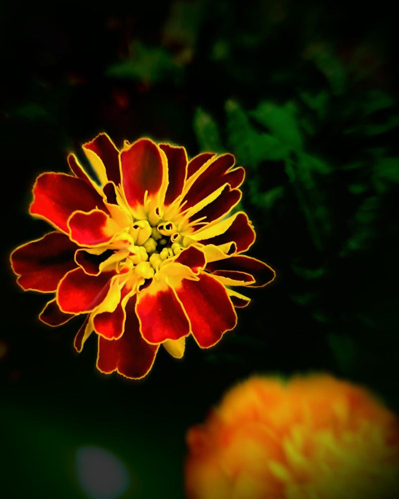 Фотография автора _ Hironko_