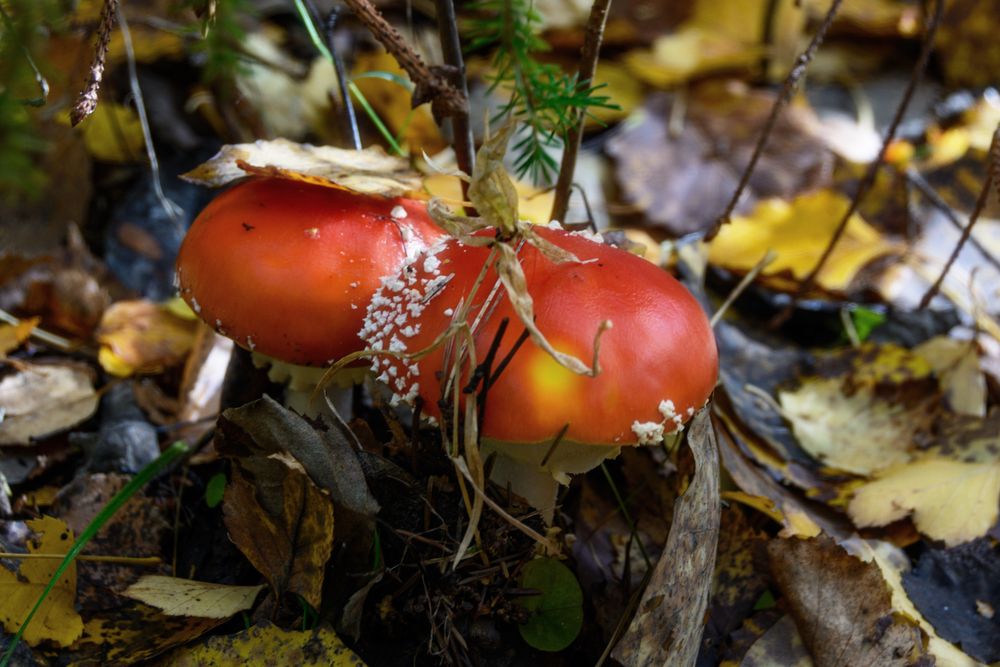 Photograph by Светлана Ващенко