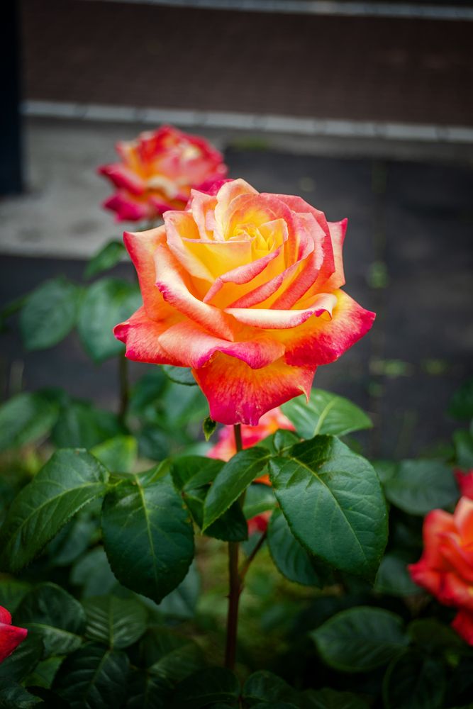 Photograph by Светлана Ващенко