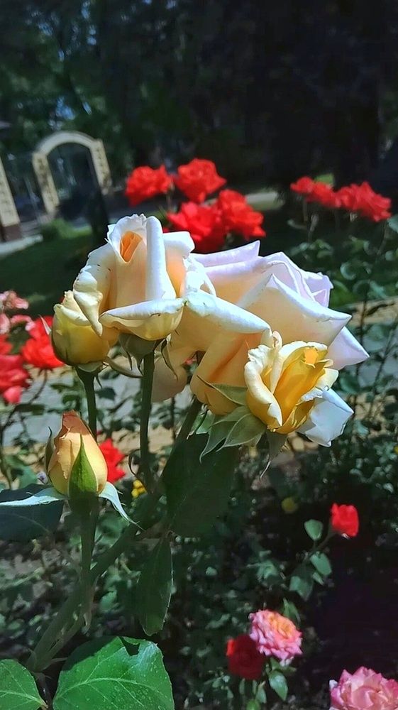 Photograph by Алла Холодова